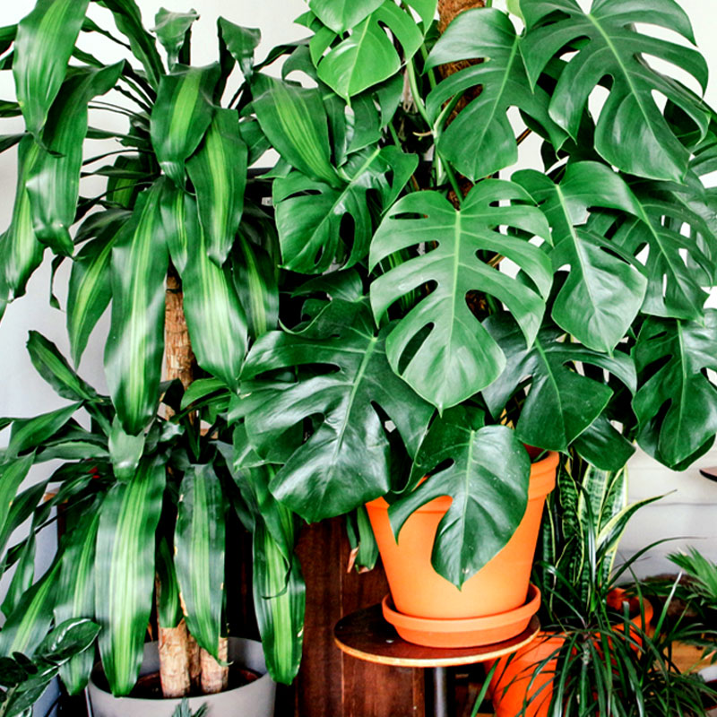 Na zdjęciu kilka zielonych roślin doniczkowych. 