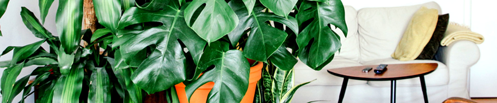 Na zdjęciu rośliny zielone w doniczkach. Obok, w tle fragment kanapy oraz stolika. 